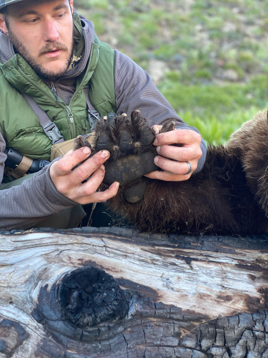 A Spring Bear Thrill